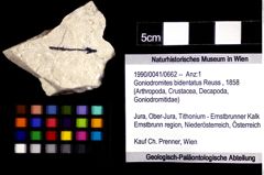 Foto (Objket + Etiketten) von Goniodromites bidentatus (Reuss, 1858) 